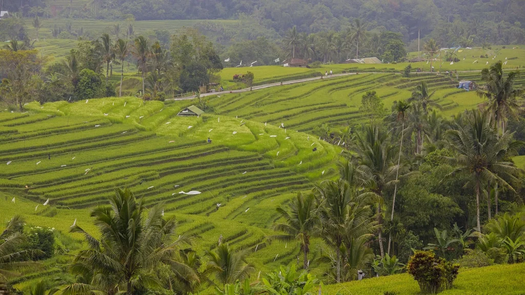 Jatiluwih rice terraces, a UNESCO World Heritage site in Bali