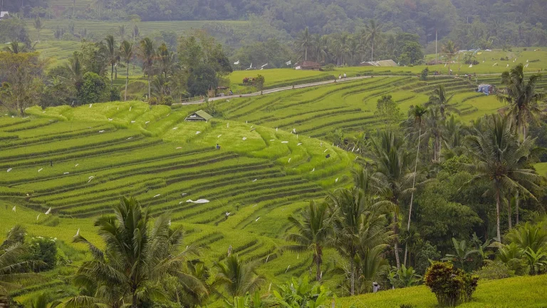 Jatiluwih rice terraces, a UNESCO World Heritage site in Bali