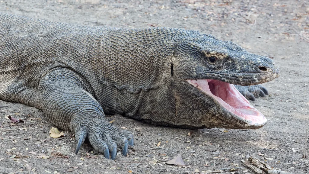 A Komodo dragon on Komodo Island, Indonesia