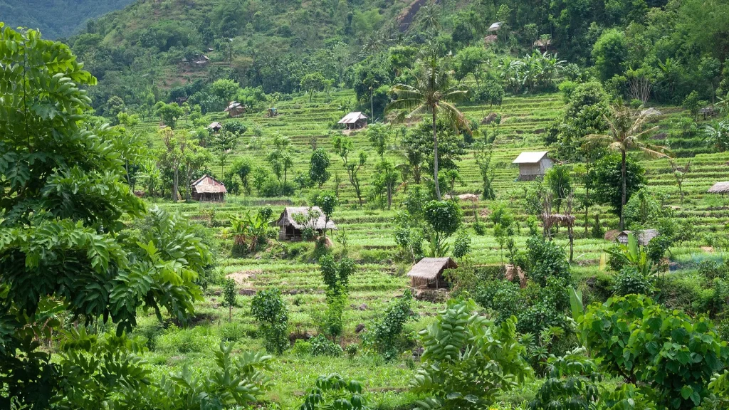 Rice terraces in East Bali