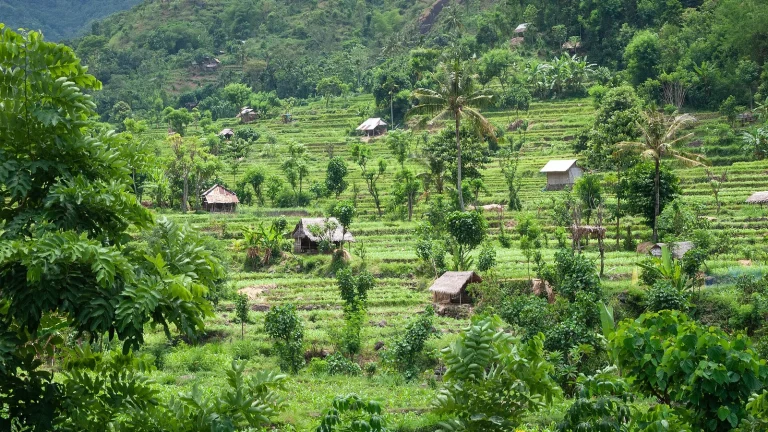 Rice terraces in East Bali